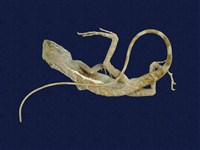 藏品(斯文豪氏攀蜥)的圖片